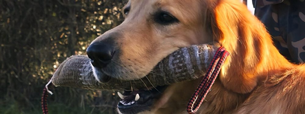 Hovawarte vom Wildweibchenstein